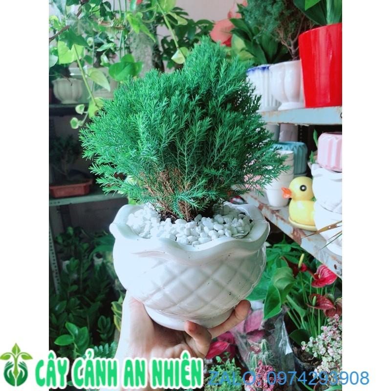 Chậu Tùng Bồng Lai