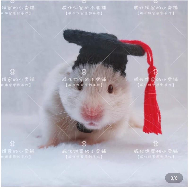 Nón mũ cho hamster trạng nguyên tri thức
