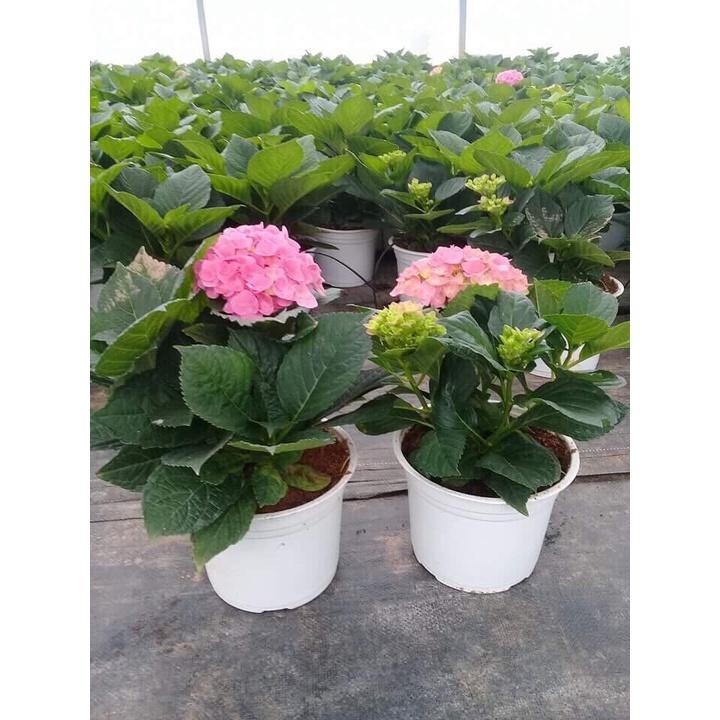 HOA CẨM TÚ CẦU - chậu hoa nhiều đầu đang nụ và hoa