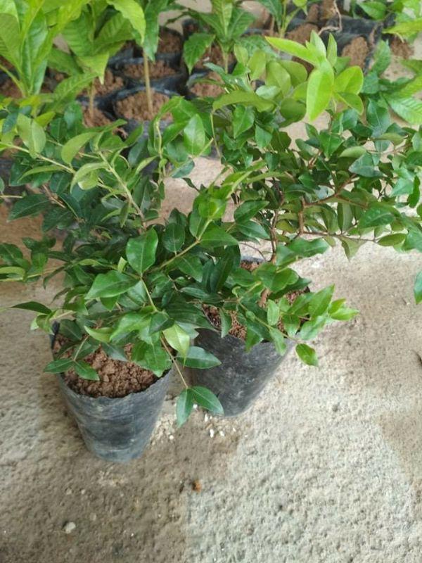 Cây nho thân gỗ tứ quý cây đẹp chuẩn giống