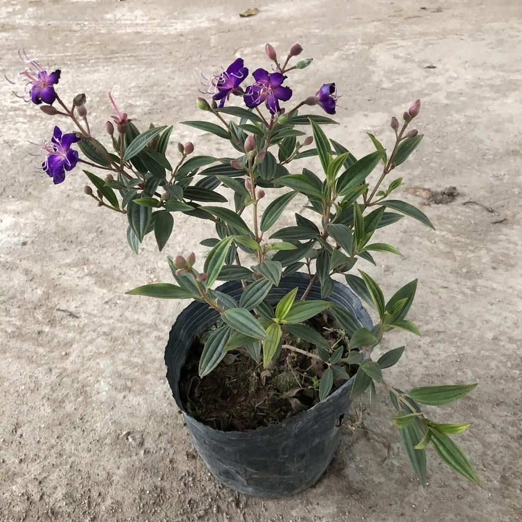 Cây sim tím, chiều cao 20-25cm cây có sẵn nụ sum suê tán cực đẹp, thích hợp làm cây tiểu cảnh bonsai trang trí cảnh quan