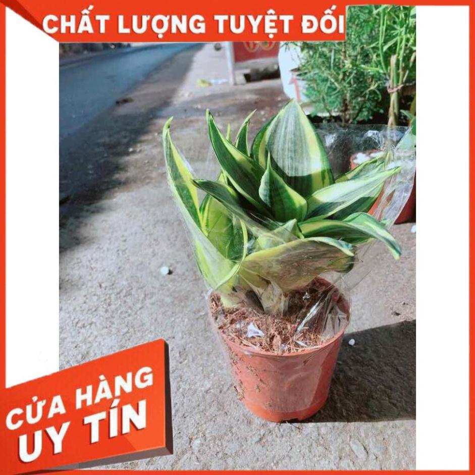 Lưỡi Hổ Thái Vàng Nhiều Người Mua