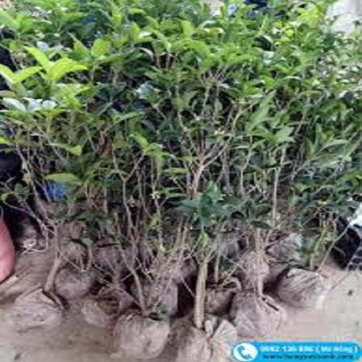 Cây mộc hương ta hoa vàng cao 60cm