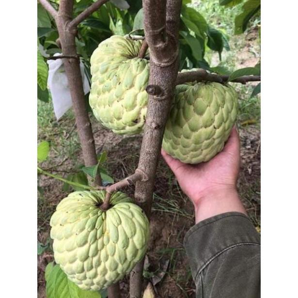 Cây na thái + Tặng 01 cây dâu da đất