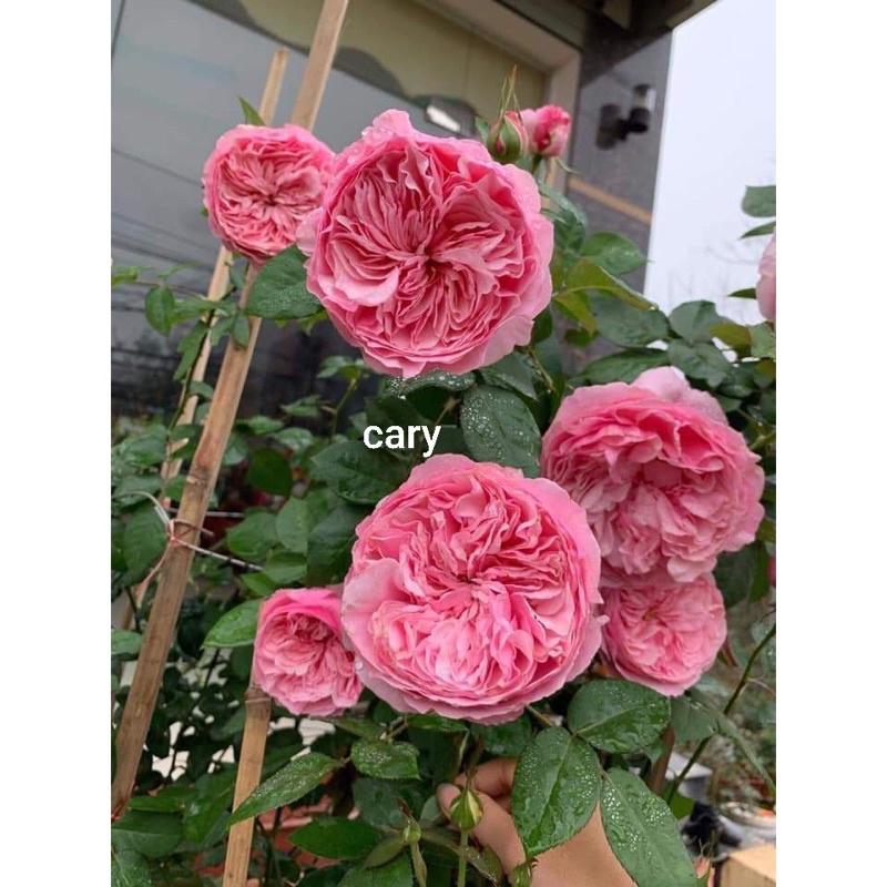 Hoa hồng ngoại Carey Rose - hoa to, hoa thơm