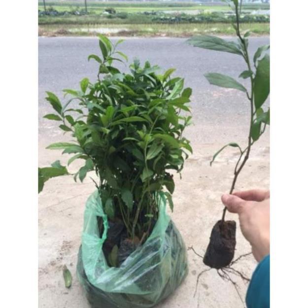 Sản phẩm Cây giống xạ đen