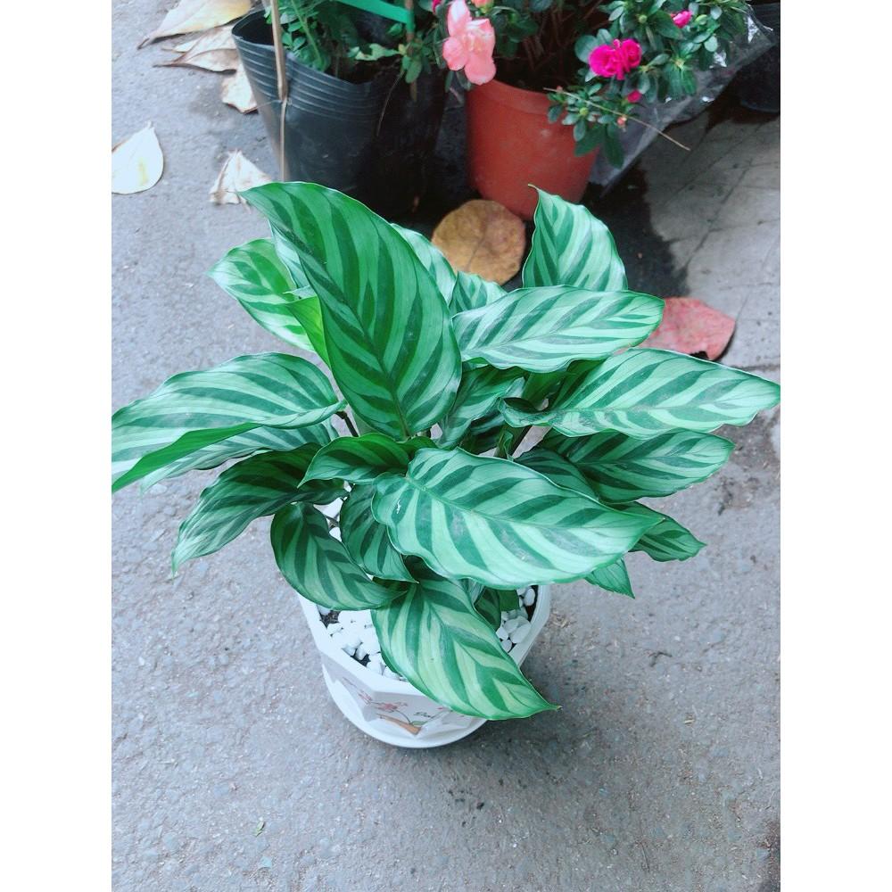 Chậu Cây Hồng Môn