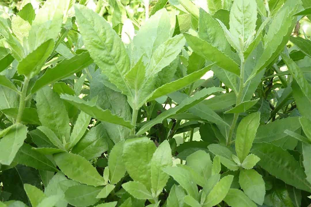 CHUẨN CÂY CÚC TẦN - BẦU CÂY GIỐNG