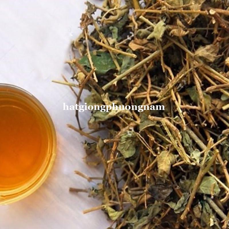 5H - HẠT GIỐNG CÀ GAI LEO