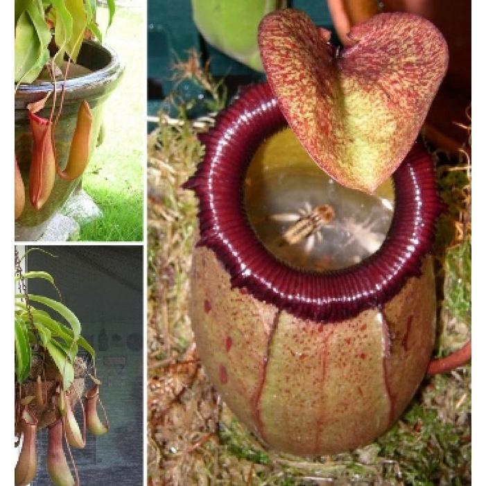 Hạt giống cây bắt mồi nắp ấm - Gói 10 hạt-kèm gói kích mầm