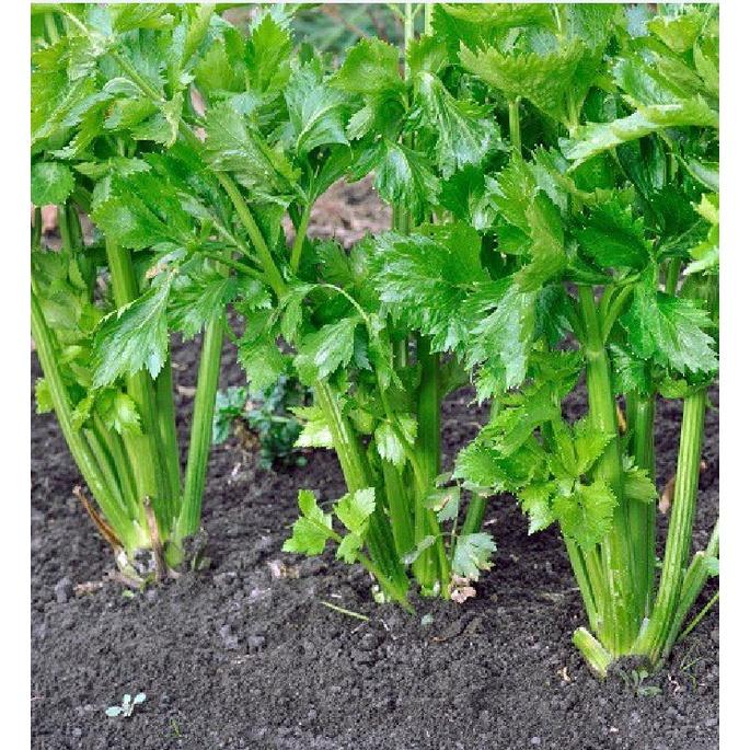 Hạt giống rau cần tây cao sản F1 KNS384 - Gói 2gram