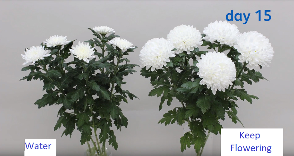 Nước cắm hoa lâu tàn Keep Flowering