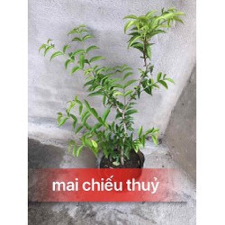 CÂY MAI CHIẾU THỦY - CÂY MAI CHIẾU THỦY