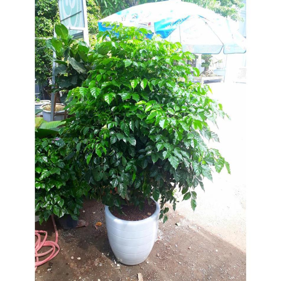 CÂY HẠNH PHÚC, CÂY MANG ĐẾN SỰ ĐẦM ẤM, HẠNH PHÚC CHO GIA CHỦ + Tặng 01 cây dâu da đất