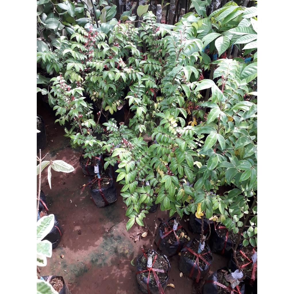 CÂY GIỐNG KHẾ NHẬT TRỒNG CHẬU