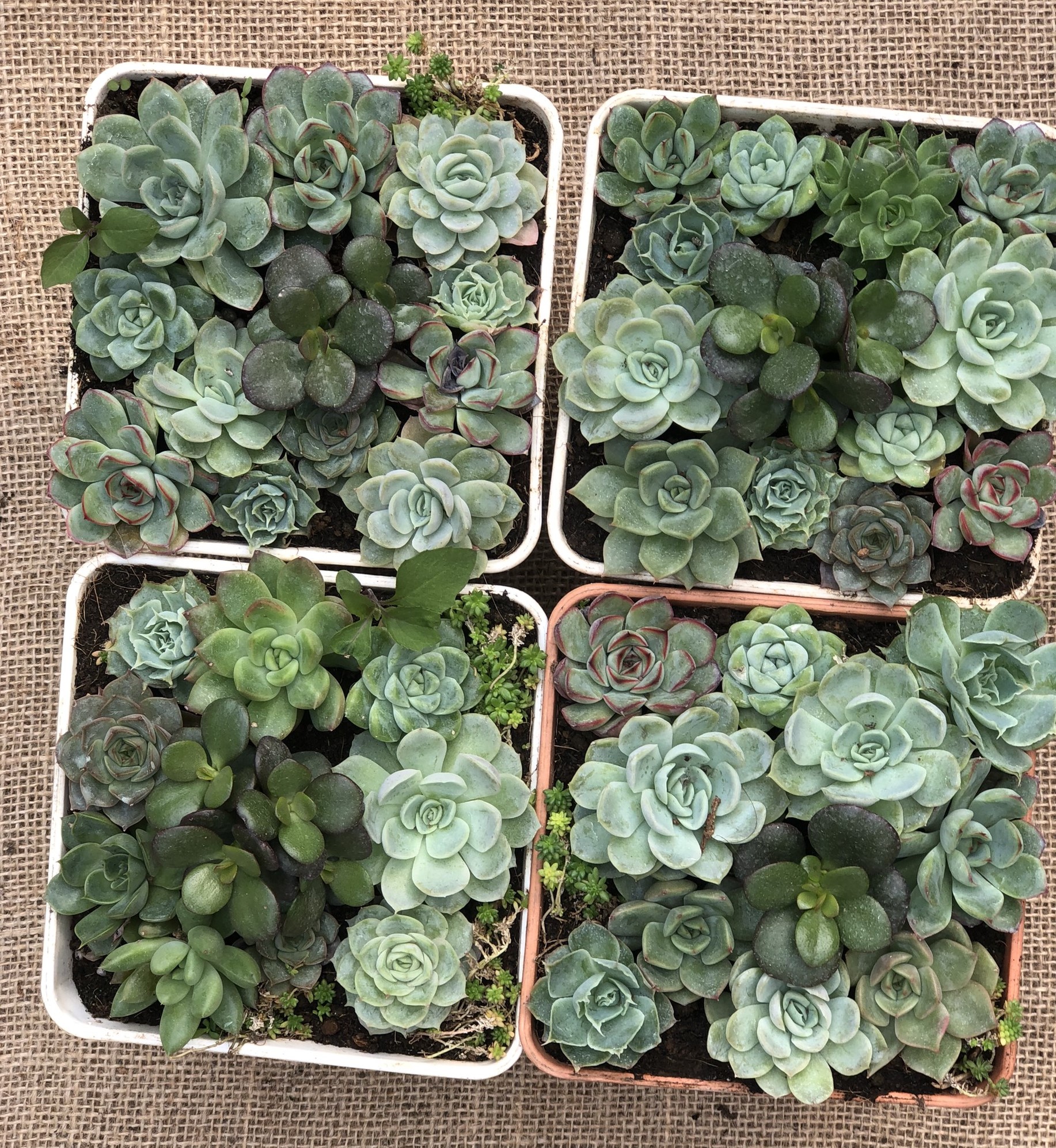 Chậu sen đá ghép nhiều loại