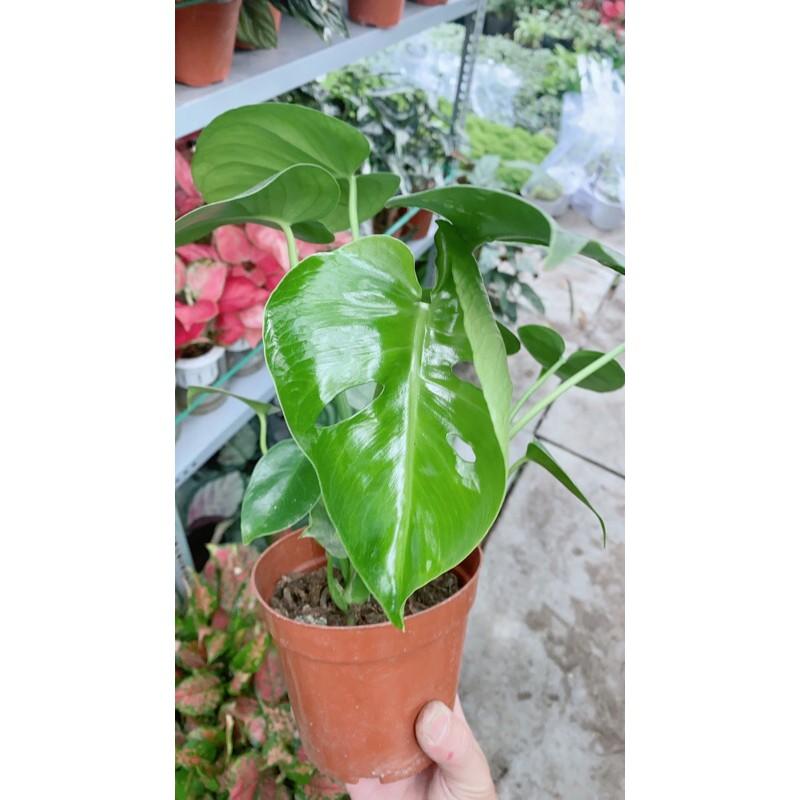 Trầu Bà Lá Xẻ Mini