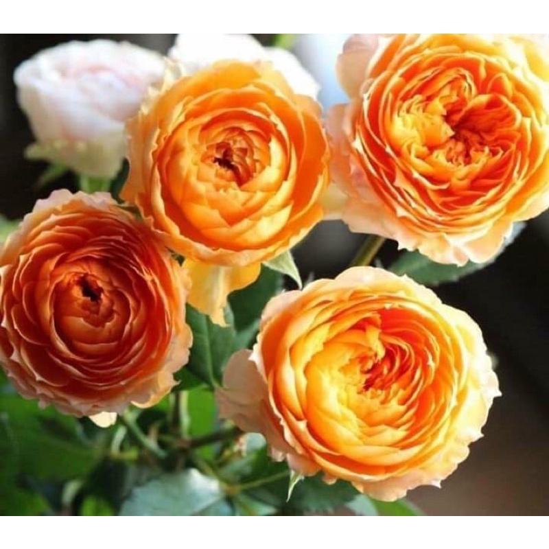 Hoa hồng Orange Moon - cây giống rễ trần