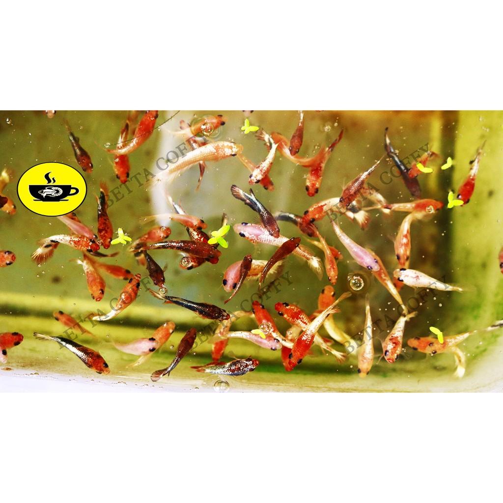 Cám Beco 3 - Thức ăn cá ba đuôi, chép vàng, ranchu