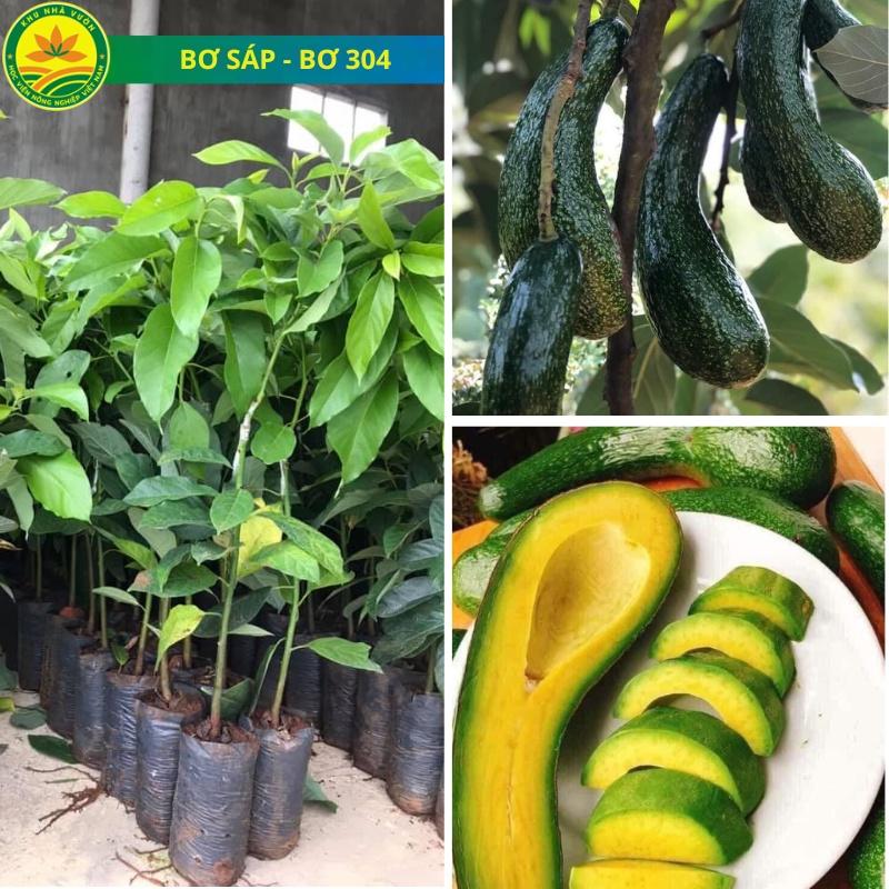 Cây giống bơ sáp, cây giống bơ 034, cây giống khỏe dễ trồng ít sâu bệnh, cây thấp năng suất cao