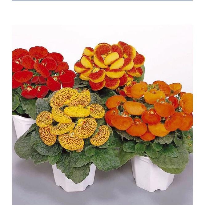 Hạt Giống Hoa Huyền Sâm Mix Màu KNS3632 - Gói 20 hạt