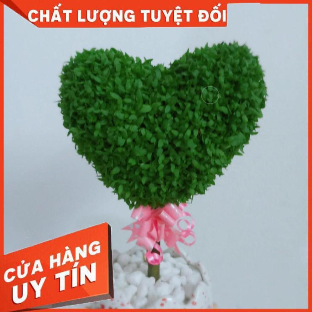 Chậu cây may mắn trái tim Nhiều Người Mua