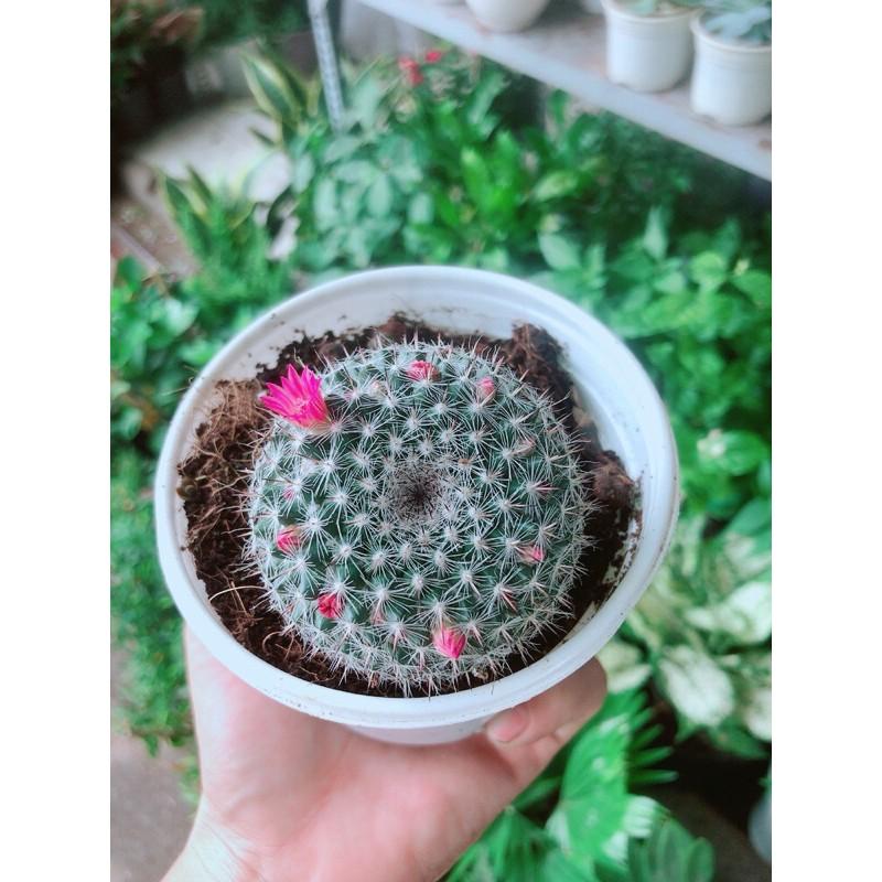 Xương Rồng Nở Hoa