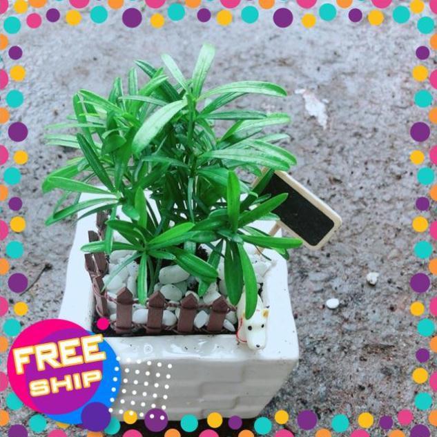 Chậu Tùng Vạn Niên