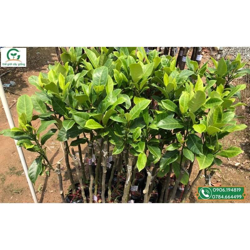 Cây Mít Tố Nữ giống, nữ hoàng của các loại mít, siêu thơm, ngon năng suất cao