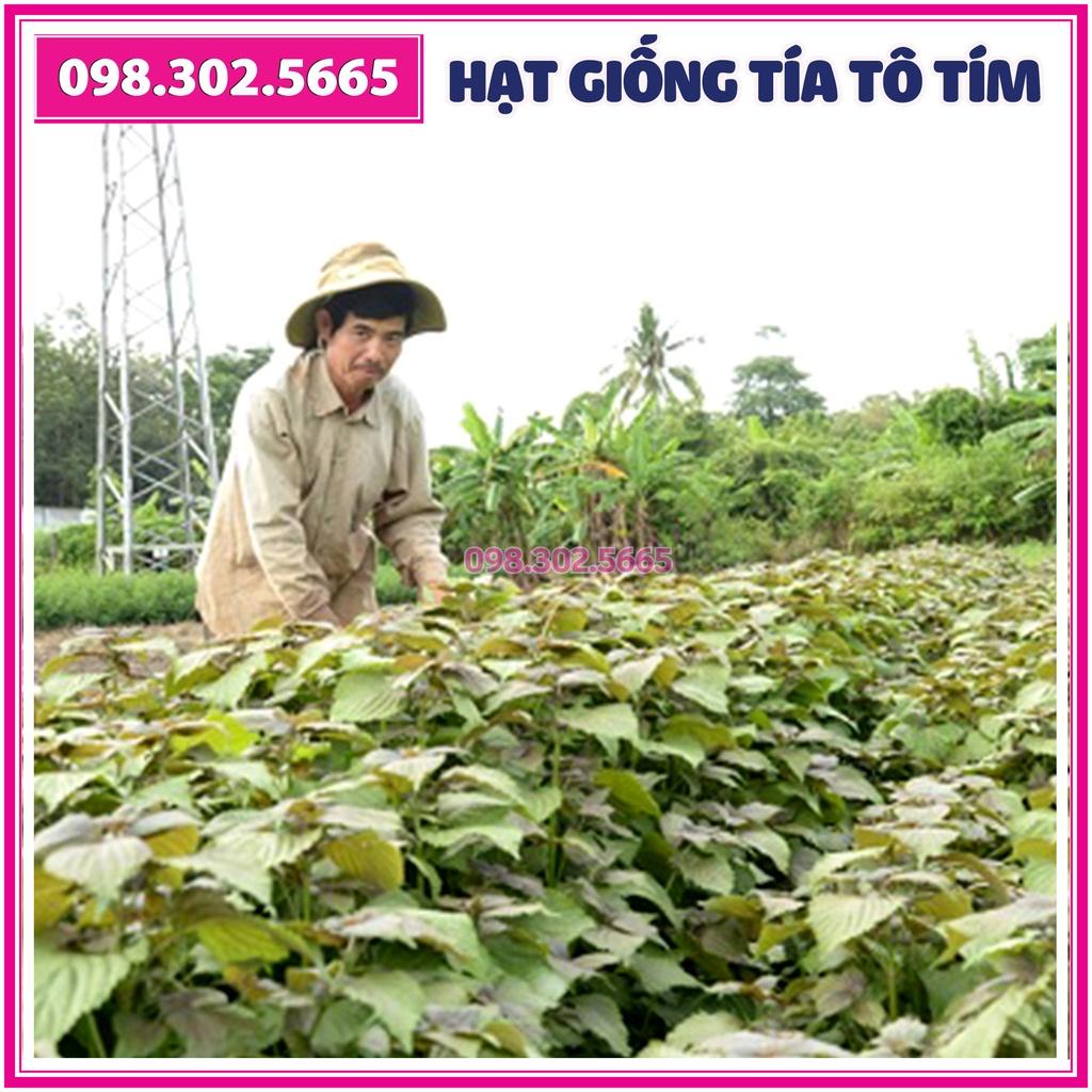 10gr Hạt giống rau tía tô tím F1 cao sản - hạt chất lượng