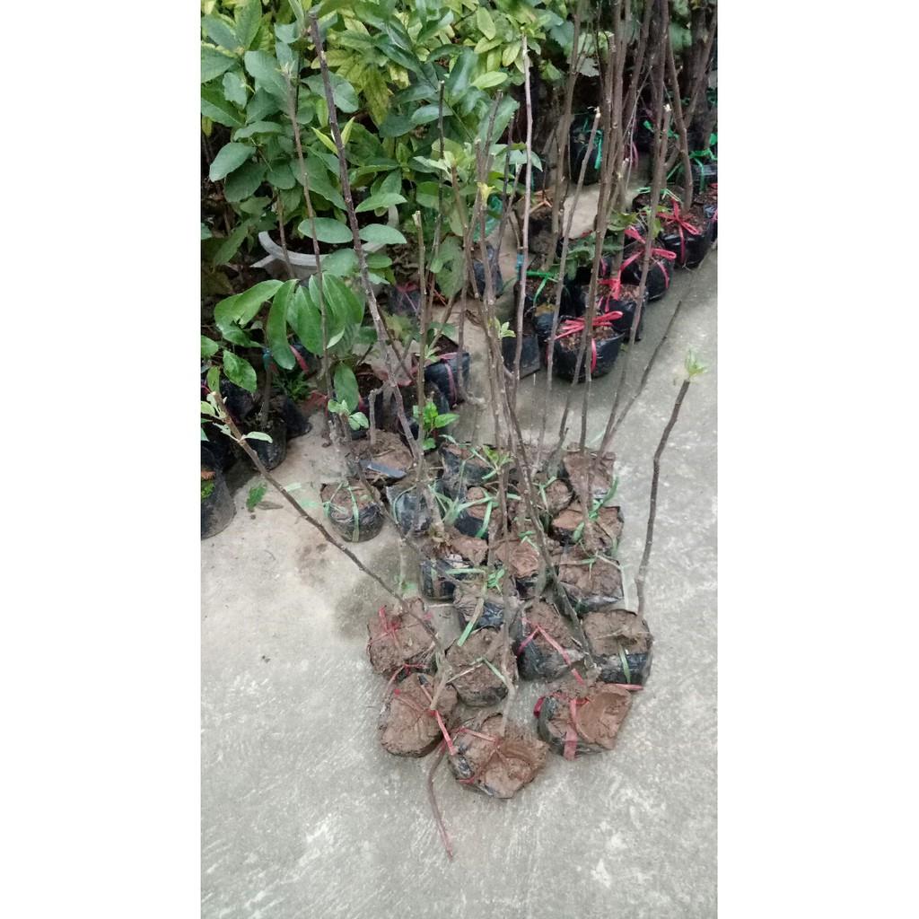 Cây táo đỏ