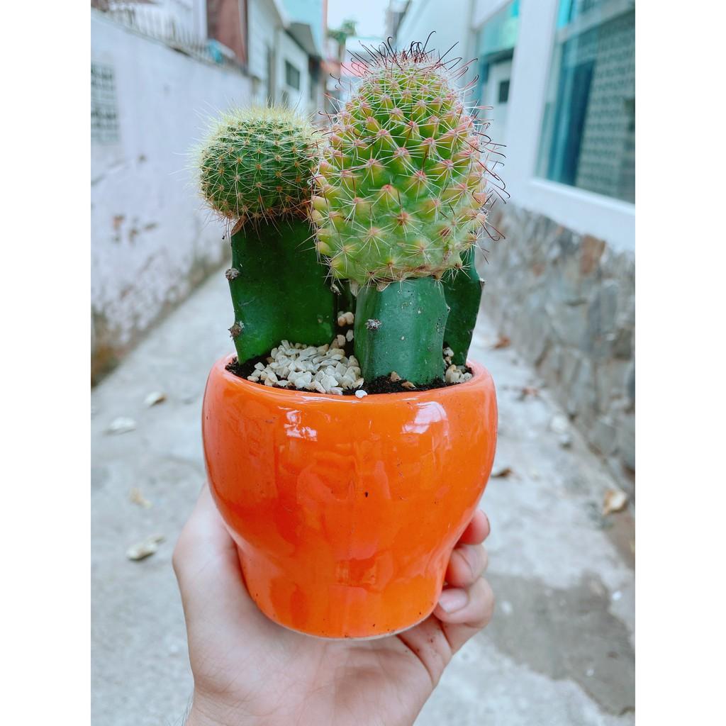 Chậu xương rồng tiểu cảnh