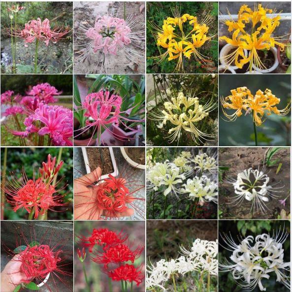 Combo 4 củ giống hoa bỉ ngạn nhiều màu