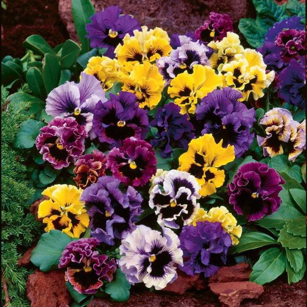 2 Gói Hạt Giống Hoa Bướm Pansy Kép