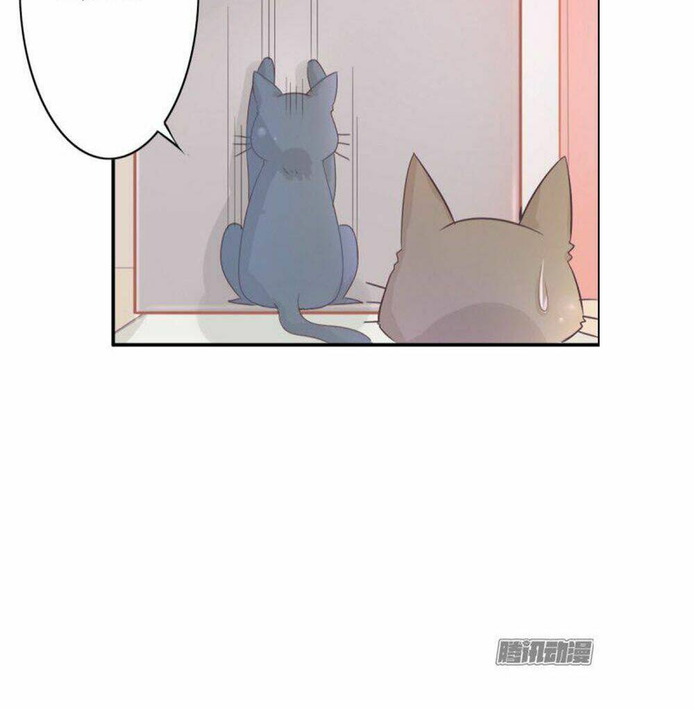 hai chú mèo totem chapter 1 52