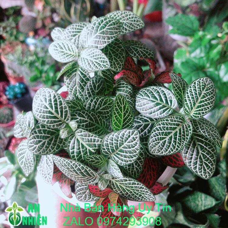 Chậu Cây Cẩm Nhung