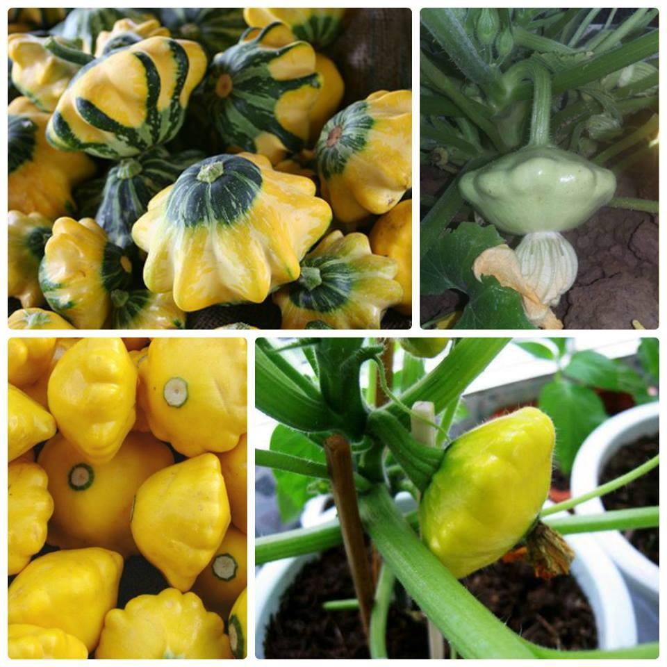 Hạt Giống Bí Đĩa Bay Mix Màu - 10 Hạt - tặng 3 viên nén ươm hạt