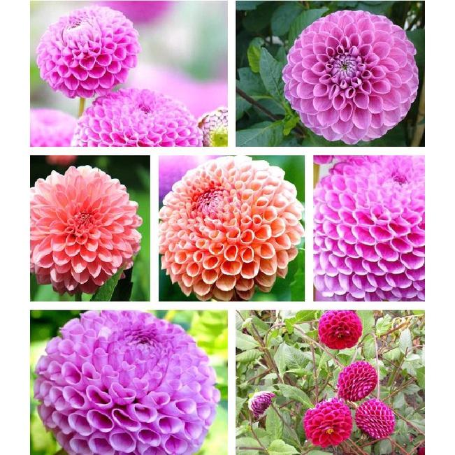 Hoa thược dược tổ ong Mix Màu - 1 gói 50 hạt