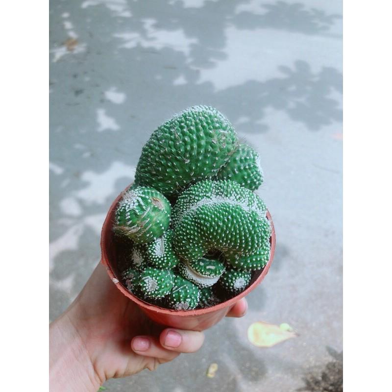 Xương Rồng Bụi