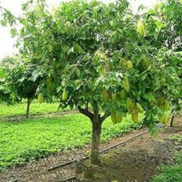 CÂY GIỐNG CÂY KHẾ CHUA, QUẢ SỚM, SIÊU QUẢ