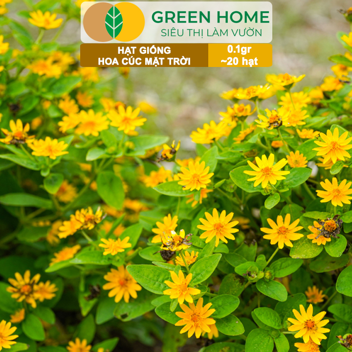 Hạt Giống Hoa Cúc Mặt Trời GreenHome, Gói 0.1g~20 hạt, Dễ Trồng Quanh Năm, Tỷ Lệ Nảy Mầm Cao H15