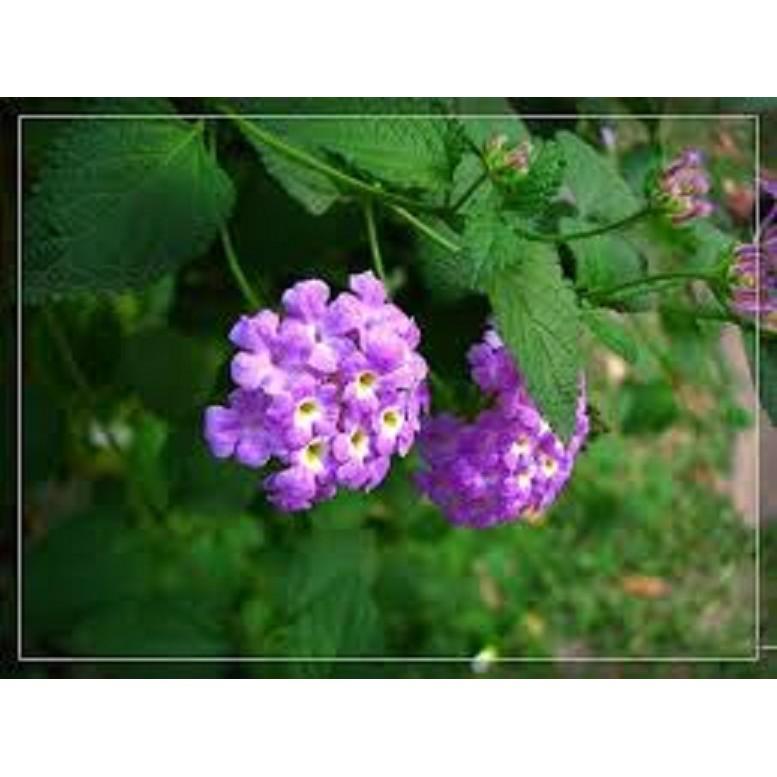 CÂY GIỐNG HOA NGŨ SẮC TÍM RỦ- CÂY NHỠ