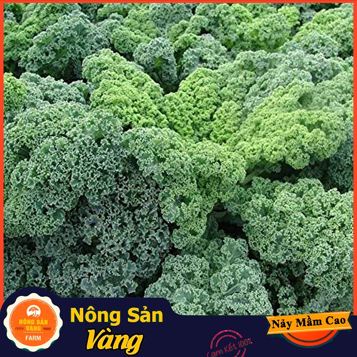 Hạt giống Cải Xoăn Kale ( Gói 5 Gram ) - Nông Sản Vàng