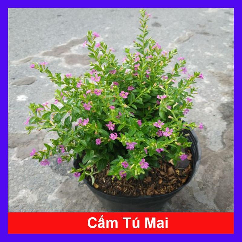 Cây Cẩm Tú Mai - Cây cảnh mini