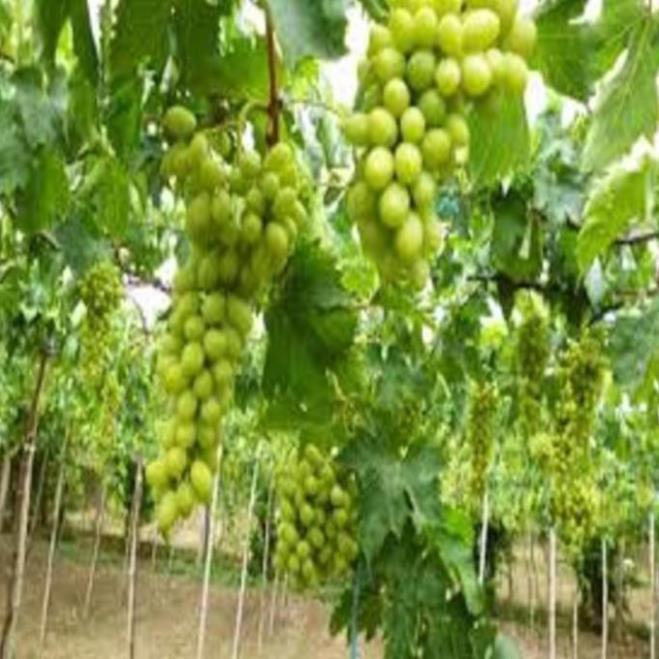 Cây giống nho xanh Ninh Thuận cây giống chuẩn cho năng suất cao