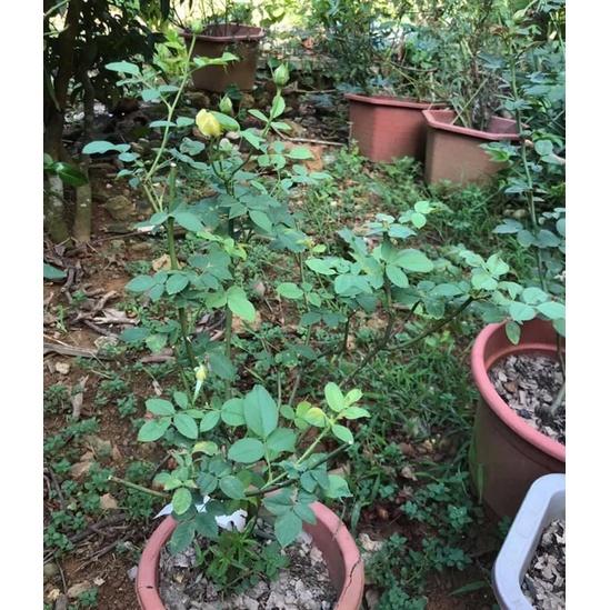 Cây hoa hồng ngoại Molinex- bầu to cây trưởng thành