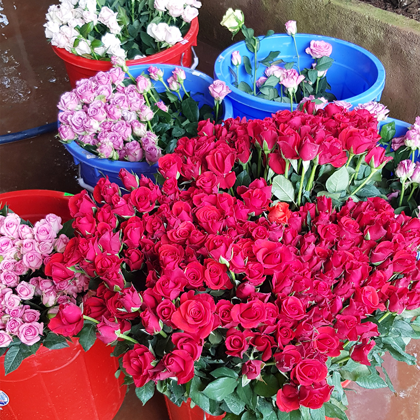 NƯỚC CẮM HOA HỒNG LÂU TÀN nhập khẩu ISAREL dành cho Nhà Vườn Trồng Hoa Grower bảo quản hoa