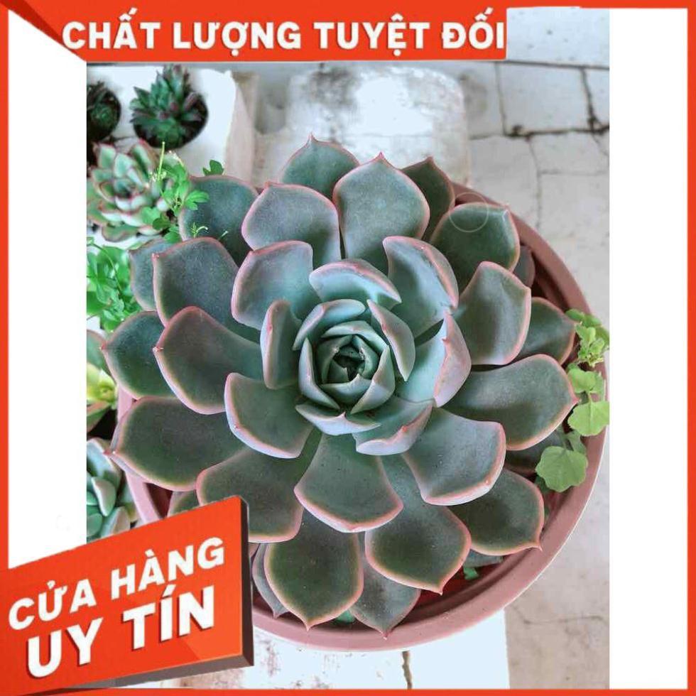 Sen đá tím cánh cứng size đại Nhiều Người Mua