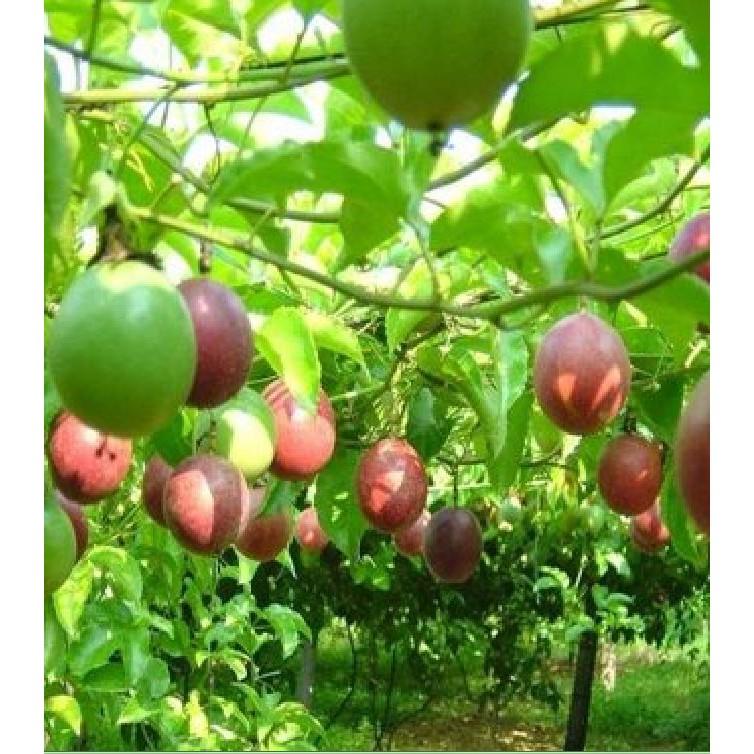 Hạt giống chanh dây leo tím ta - 20 hạt/gói