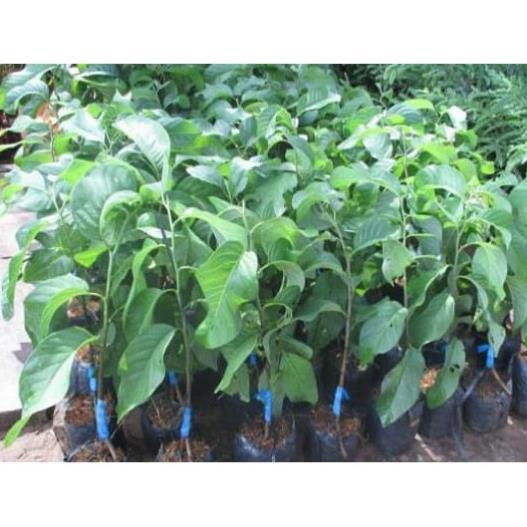 CÂY GIỐNG NA THÁI LAN
